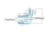 create publication quality biological illustrations